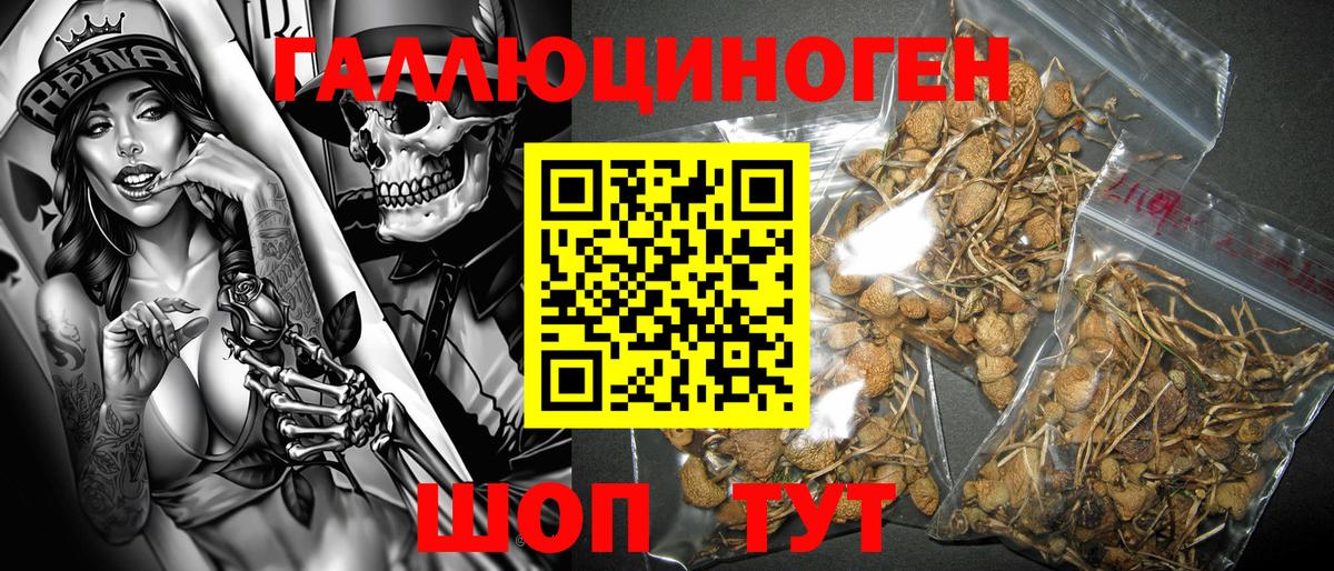 Псилоцибиновые грибы GOLDEN TEACHER  купить  цена  Чебоксары  Вход с VPN 